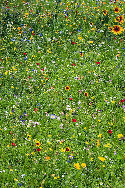 istock Wild flowers blossoming in grass 2232371942