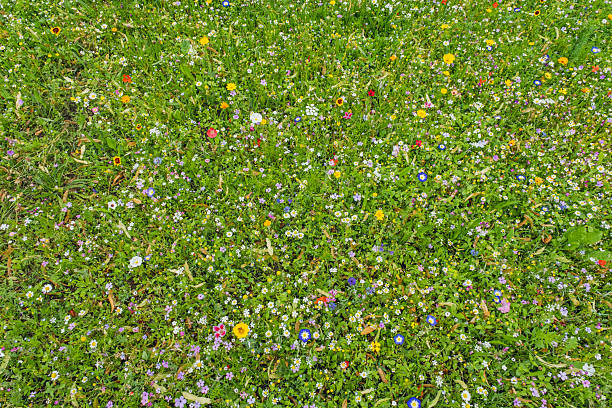 Colorful little wild flowers blossoming in green grass