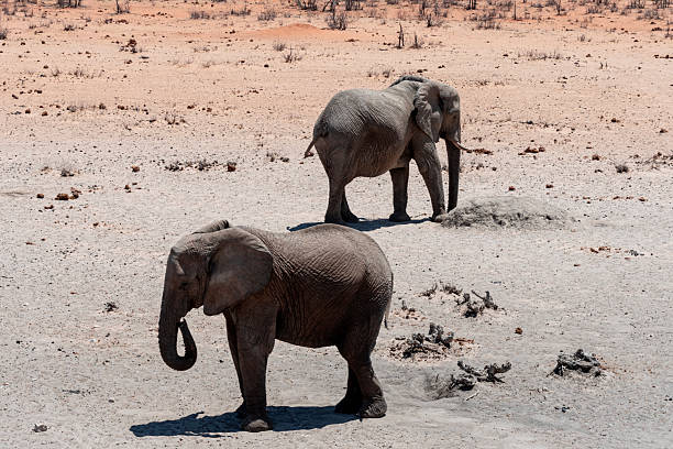 The elephant is the largest living land animal. This giant, plant-eating mammal lives in family groups with complex social orders.