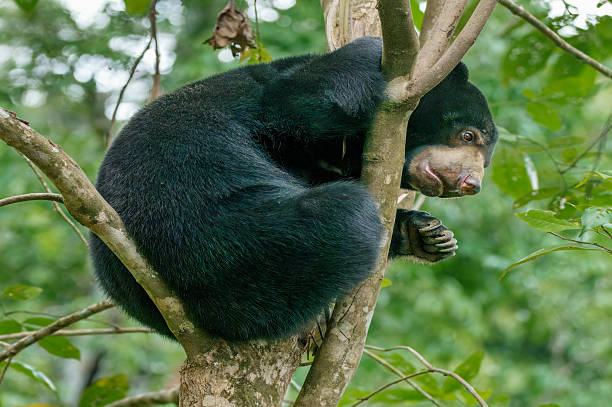 istock Sun Bear in Sepilok, Borneo, Malaysia 2232372663