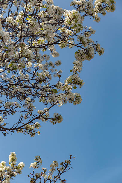 istock White spring blossoms blooming on tree branches against vibrant blue sky low angle with sunlight 2232372678