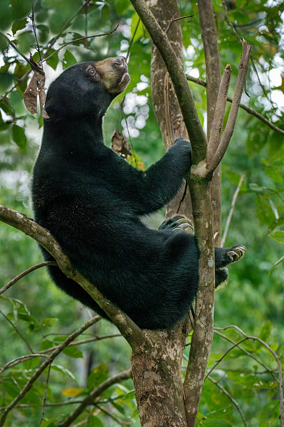 istock Sun Bear in Sepilok, Borneo, Malaysia 2232372700
