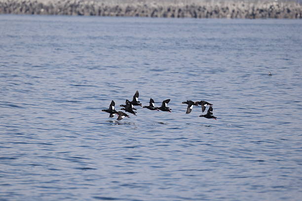 istock Asiatic white-winged scoter (Melanitta fusca stejnegeri) in Japan 2232373529