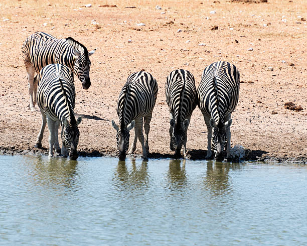 Zebras are African mammals known for their distinctive black and white stripes. Each zebra’s stripes are unique, much like human fingerprints.
