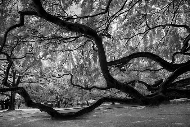 istock Sacred Fig Tree known as Ficus Religiosa, Sri Lanka 2232374200