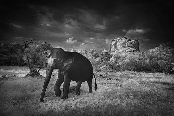 istock Asian elephant in Sri Lanka 2232374289