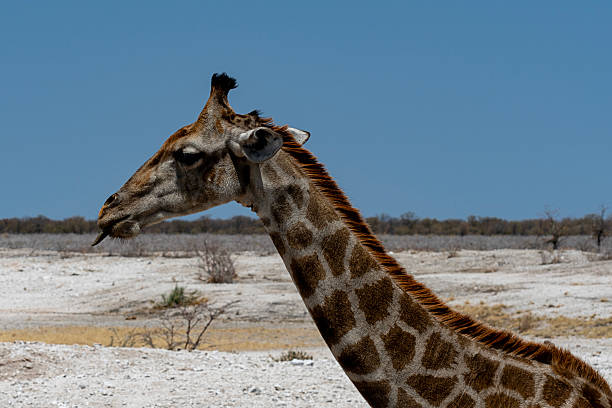 The giraffe is an African even-toed ungulate mammal, the tallest of all land-living animal species.