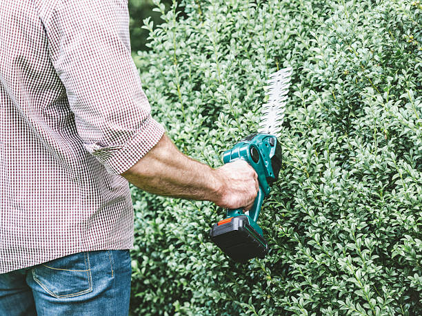 istock Attractive man, work clothes and hedge trimmer 2232375812