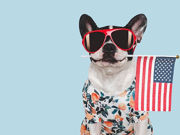 istock Charming puppy, sunglasses and American Flag. Studio shot 2232375977