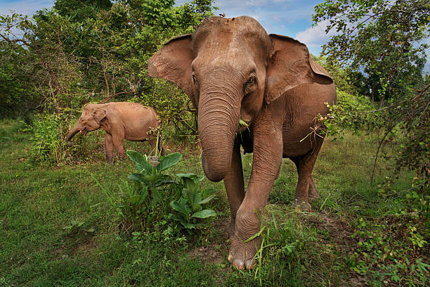 istock Asian elephants in Sri Lanka 2232376095