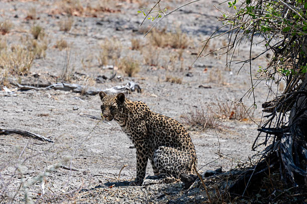 detailed photo of leopard fur