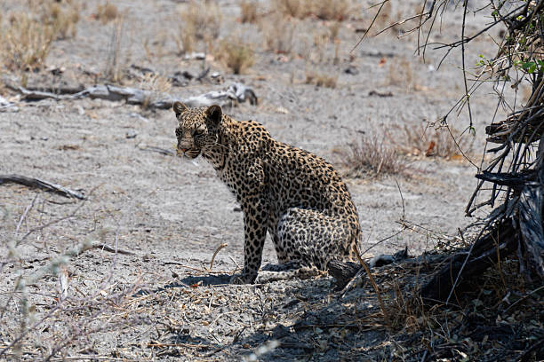 South Africa and Namibia - a perfect place for wildlife photographers