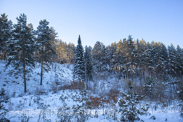 Snowy pine forest on hillside under blue sky, serene winter landscape, cool palette, natural light, panoramic orientation, atmospheric, calm mood, documentary style