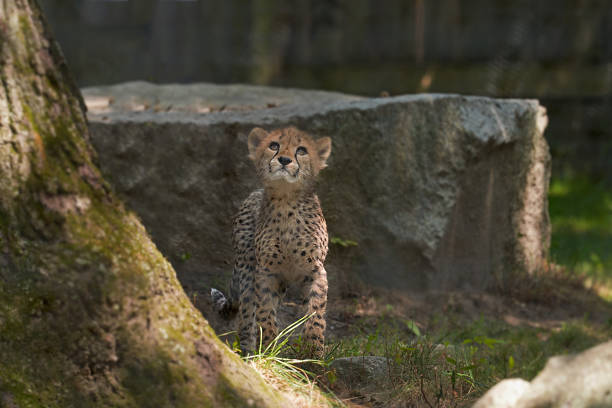 Cheetahs survive on the plains of southern Africa