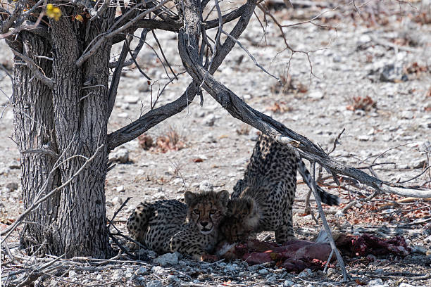 The cheetah is the fastest mammal on Earth, capable of going from 0 to 60 miles per hour in just 3 seconds.
