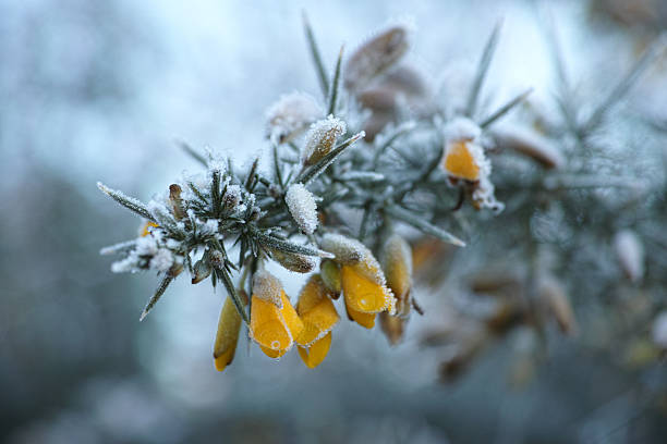 Common gorse is a robust, evergreen shrub which is widespread across the UK. It flowers between January and June, though it’s at its peak in April and May.