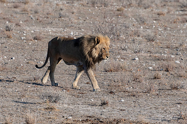 istock Etosha National Park - Lions 2232379215