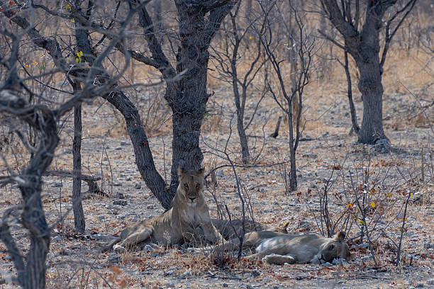The African lion is actually the most social of all big cats on the planet. A pride typically is made up of 10-15, with 5-6 females, their cubs and 2 males who breed with the females in the group.