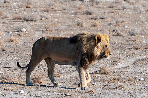 istock Etosha National Park - Lions 2232379232