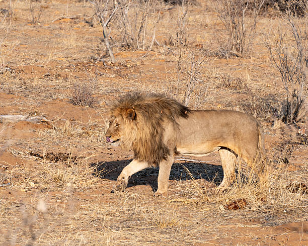 istock Etosha National Park - Lions 2232379286