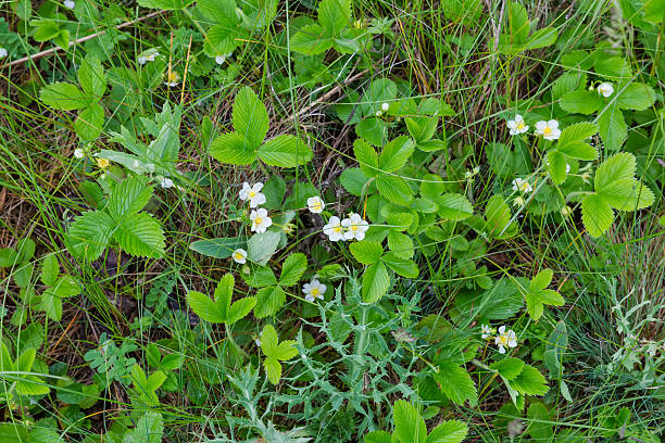 Section of the glade overgrown with blooming wild strawberry plants among the other different grass covered with dew, top view close-up