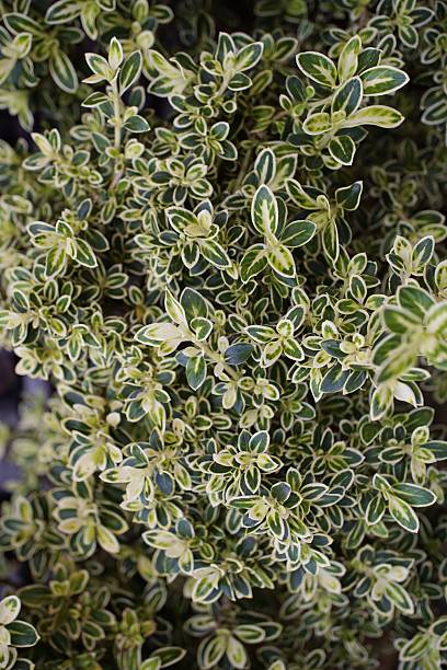 istock Variegated Foliage Close Up Dense Cluster of Multicolored Leaves 2232379745