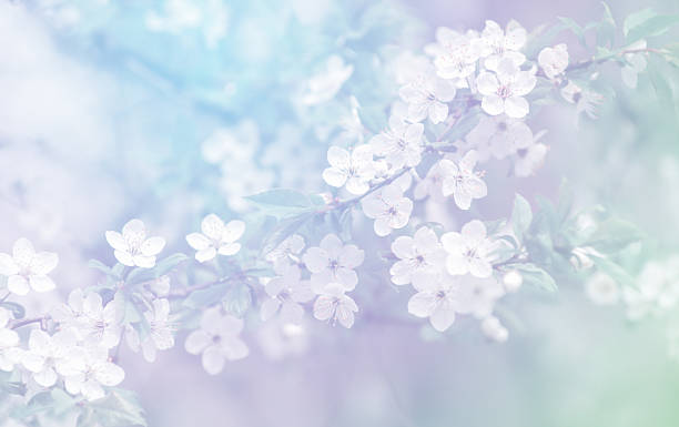 istock Cherry branch with beautiful pastel pink background 2232380331