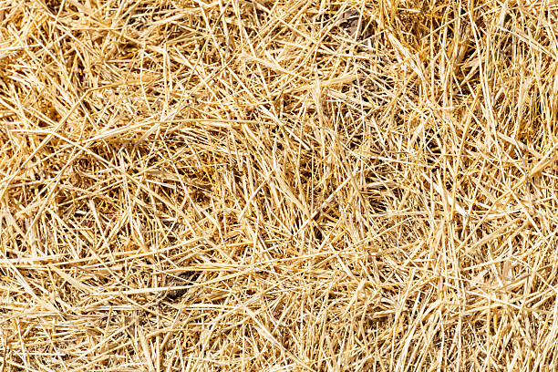 istock Close-up of Dry hay texture background 2232381516
