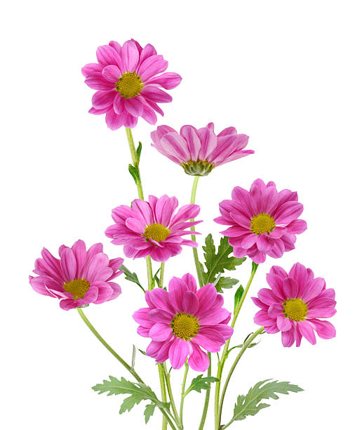 istock pink chrysanthemum bouquet 2232381988