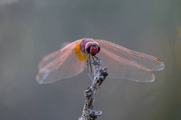 istock Dragonfly with Soft Green Bokeh Background 2232382217