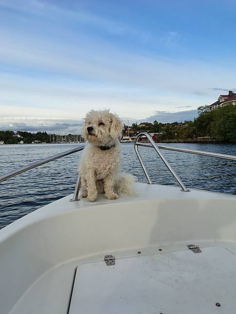 istock Boattripwith the dog 2232382317