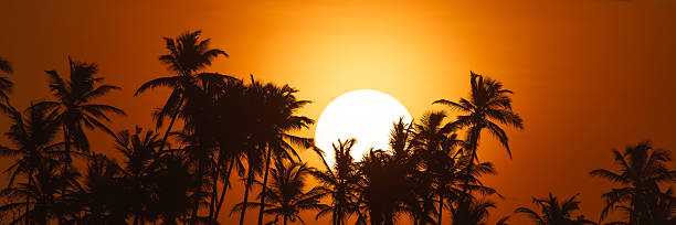 istock Tropical Palm Tree Silhouettes Against Vibrant Orange Sunset Sky 2232382522
