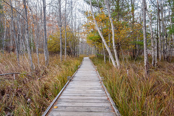istock Deserted boardwalk through a forest of birch trees at dusk 2232383703