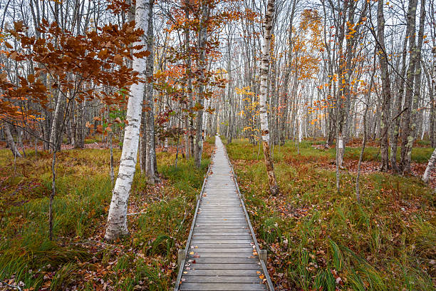 Empty straight wooden boardwalk through a deciduous forest in autumn. Acadia National Park, ME, USA.