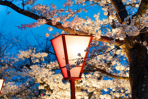 istock Traditional japanese lantern glowing with cherry blossom or sakura tree blooming during springtime in the dusk 2232384156