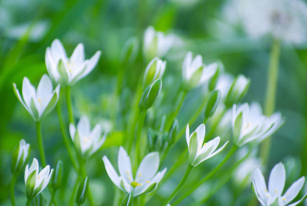 abstract blossom flowers on field