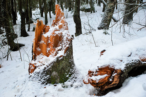 Vyborg, Russia - January 04, 2013 - Snow-covered forest with broken tree stump in winter wilderness.