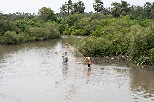 vasai creek, maharashtra, india- august 27, 2025: two fishermen stand in shallow water while casting a fishing net in a mangrove creek in coastal india, a scene of traditional fishing, rural livelihood, and tropical wetland environment