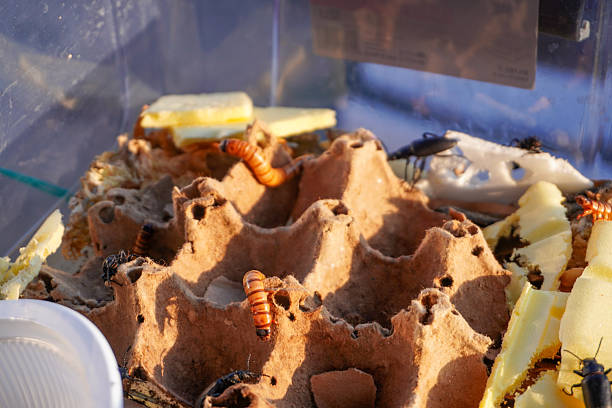 istock In Insect Habitat Container (variation 2) 2232388790
