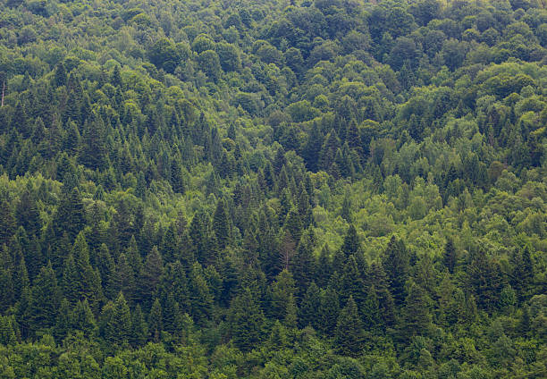 A vast forest where the dense canopies of coniferous and deciduous trees form a diverse green texture. This natural background conveys the atmosphere of wild and untamed nature.