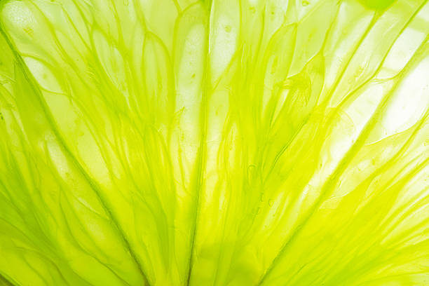 Close-up macro of lemon texture,Close-up macro lemon texture,texture of lime fruit background close-up macro. Fruit in water under water.