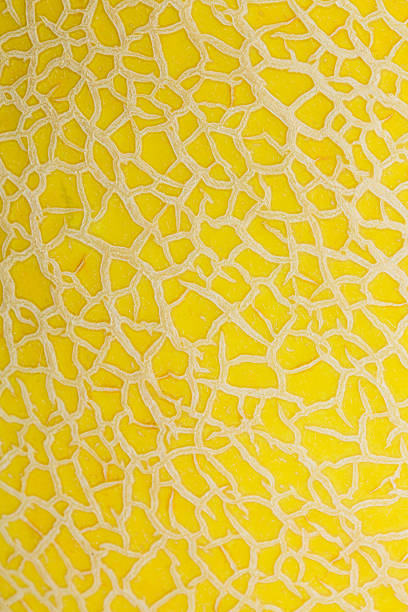 istock Macro melon peel texture,Melon rind, peel or skin with cracks yellow background texture. Top view. Close up. 2232389856