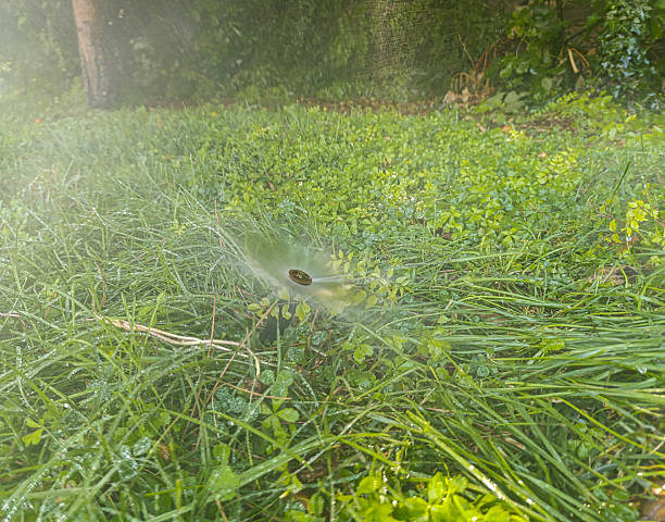 istock Fresh green grass and water drops over it sparkling 2232392444
