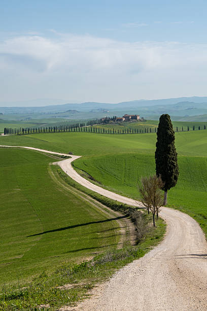 istock Cypress on a dirt road near Siena 2232393719