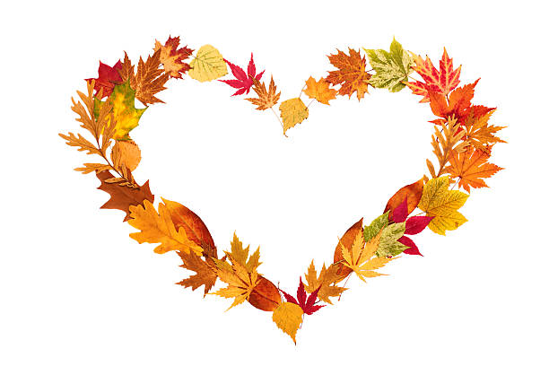 Colored autumn leaves in heart shape isolated on white background