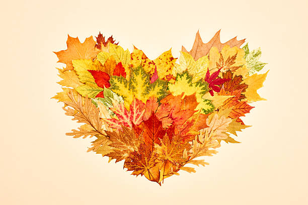 Colored autumn leaves in heart shape isolated on beige background
