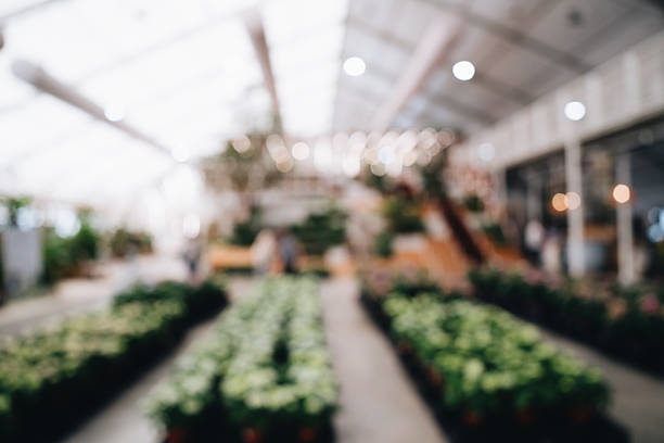 Lush Greenhouse Interior with Various Plants and Soft Lighting in a Relaxing Atmosphere.