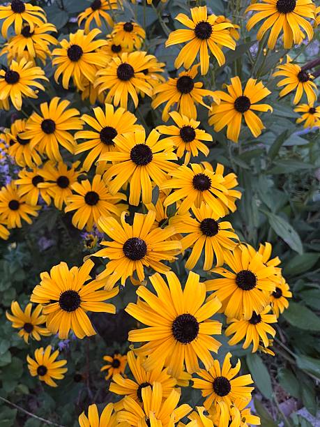 istock Dark yellow daisy flowers in bloom 2232394099