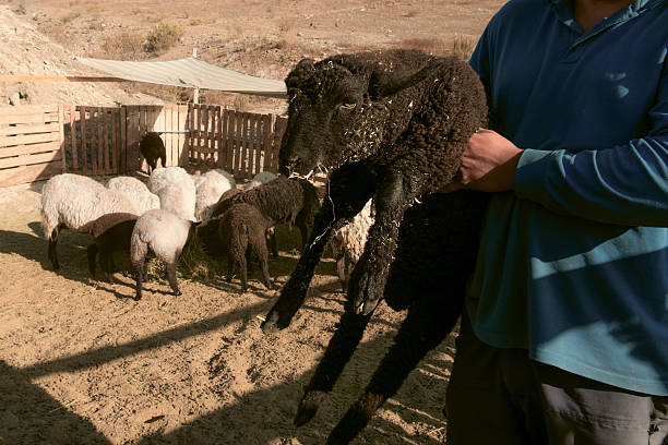 istock A man is holding a sheep in his arms 2232394891