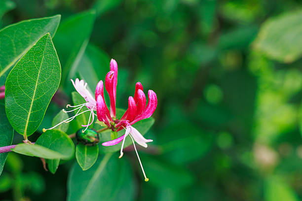 Honeysuckle (Lonicera), isolated on white background